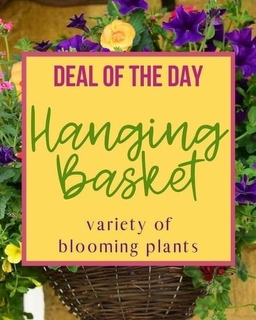 Deal of the Day - Hanging Basket Custom product